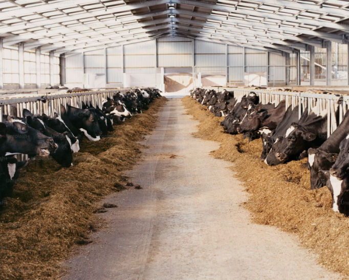 Flotre Feeders in Bulyea, Saskatchewan. 